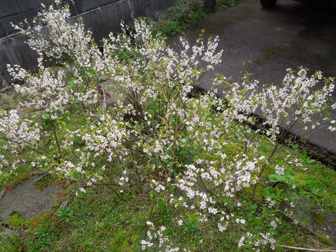 f0297809_11699.jpg
