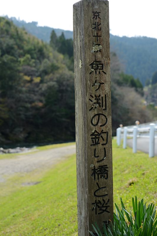 京北町の桜巡り2016＠魚ヶ渕の吊り橋_f0032011_19392615.jpg