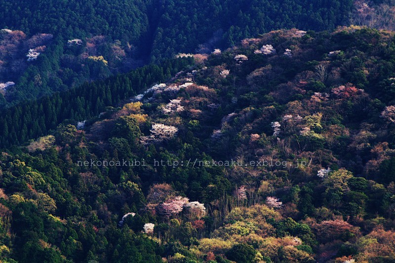 熊本と大分の、一番綺麗な季節_b0003512_18161166.jpg