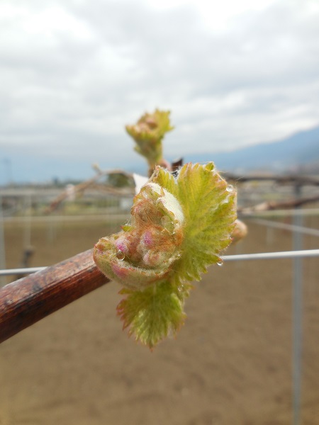 巨峰の新芽の発芽 土屋ぶどう園