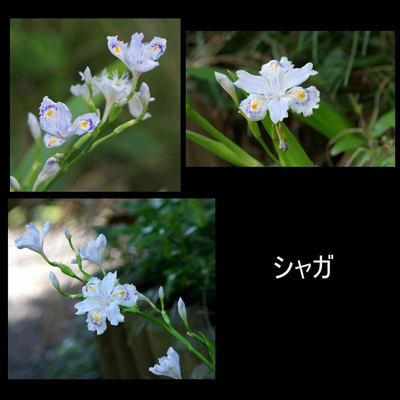 今の時期だからこそ、咲く花アップ_d0147812_17394093.jpg