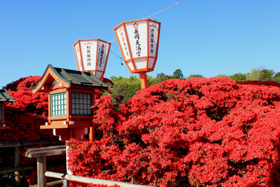 霧島ツツジ満開　長岡天神_e0048413_22133824.jpg