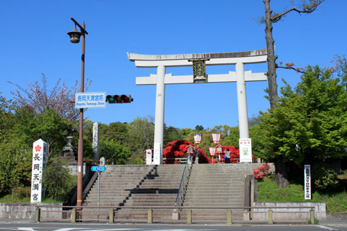 霧島ツツジ満開　長岡天神_e0048413_2213996.jpg