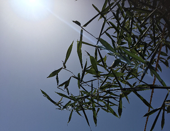 準備_e0149215_0425765.png