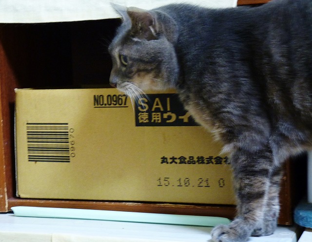 俺と俊介と・・・箱と_b0166128_9581077.jpg