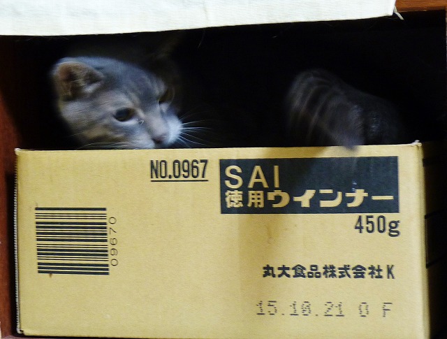 俺と俊介と・・・箱と_b0166128_959462.jpg