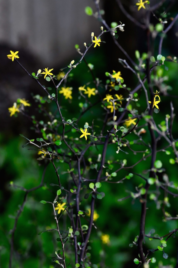 　yellow _b0172633_13472858.jpg