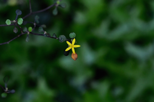 　yellow _b0172633_13472978.jpg