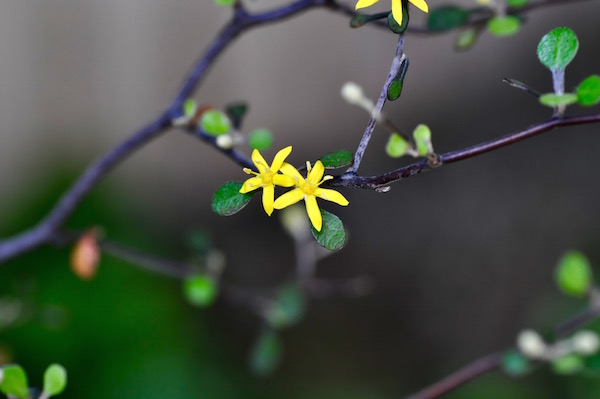 　yellow _b0172633_13473056.jpg