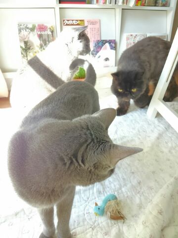 すぐ集まっちゃう_d0152937_12385025.jpg