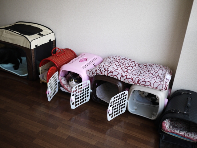 【熊本キャットシッターゆきねこ】平成28年熊本地震について。_a0143140_1921737.jpg