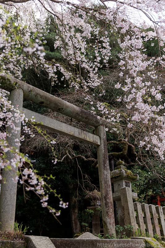 大豊神社の枝垂れ桜_b0325840_23035333.jpg