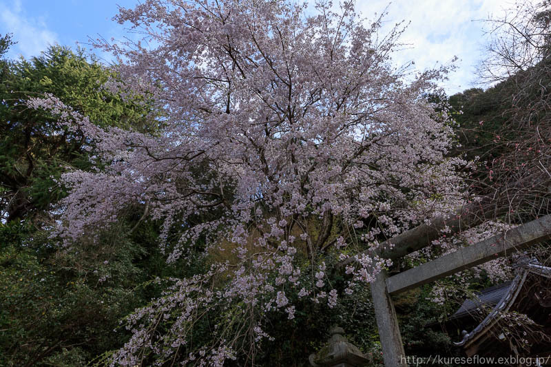 大豊神社の枝垂れ桜_b0325840_23072519.jpg