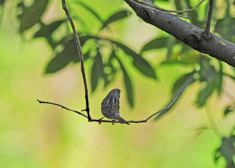 冬鳥の集結地にクロジが_d0290240_16305441.gif