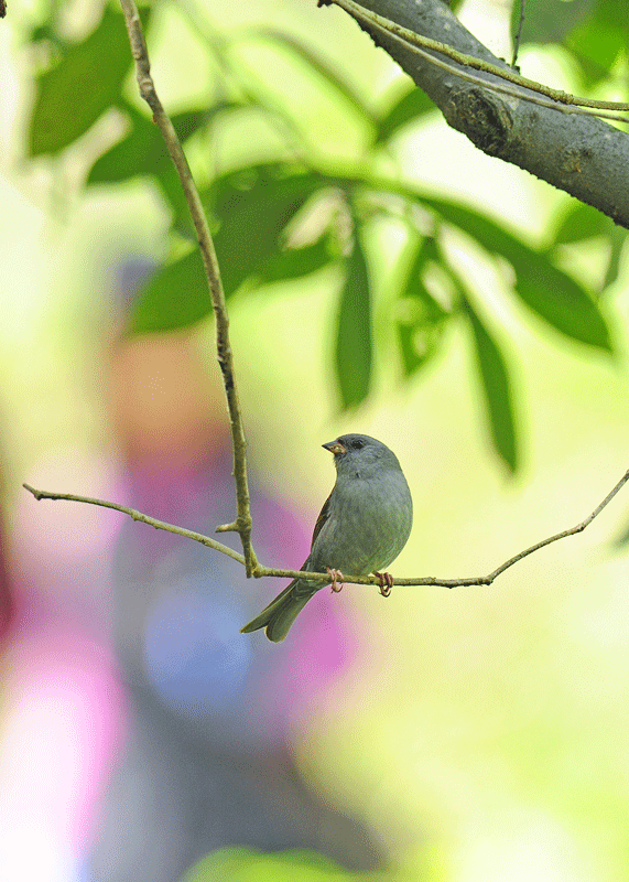 冬鳥の集結地にクロジが_d0290240_16310352.gif