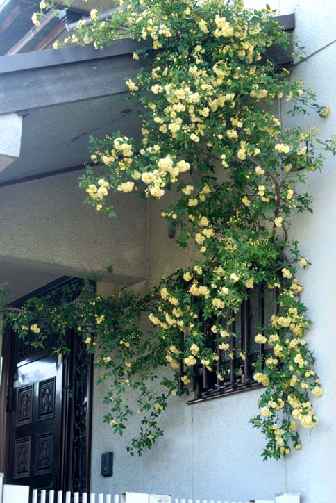 黄モッコウバラが咲き始めました♪_b0075541_2049176.jpg