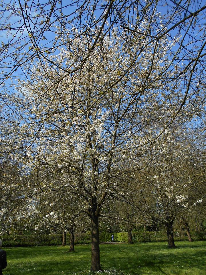 定期レッスン生徒さん作品＆チビッコレッスン＆パリ近郊ソ－公園の桜_c0232541_1565258.jpg