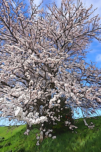 燕市交通公園の桜_a0330642_12495633.jpg