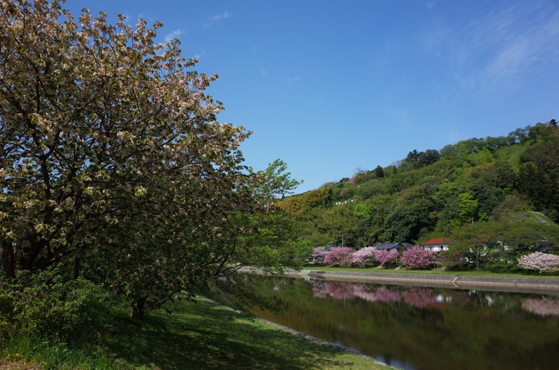 桜2016 三刀屋の御衣黄・八重桜_f0169147_15452076.jpg