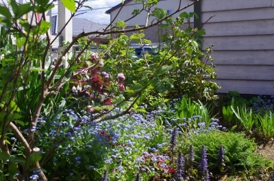 勿忘草・アジュガ・ユリの芽など　～自転車小屋の裏～_b0169848_23052668.jpg