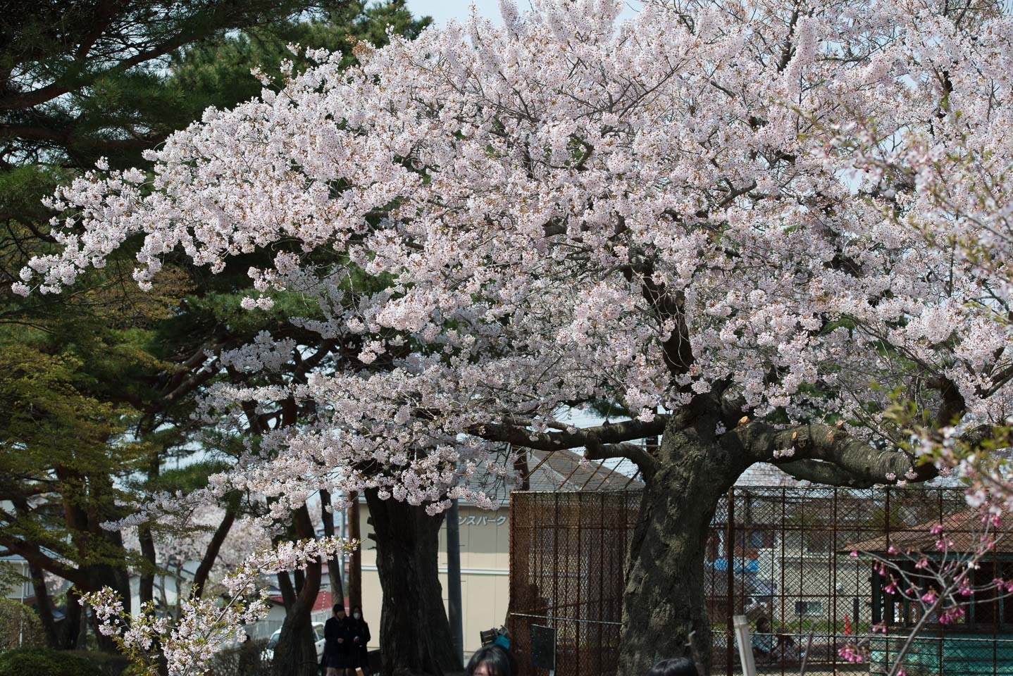 #2731 石巻散歩-日和山公園 (19)_b0171150_16335819.jpg