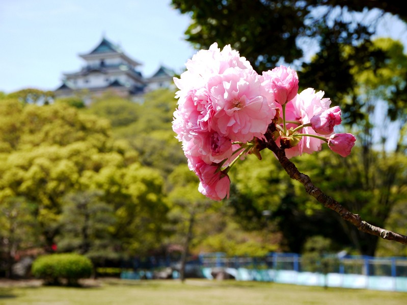 　　和歌山城二の丸庭園にて　　２０２５-０４-１８　００：００_b0093754_20422646.jpg