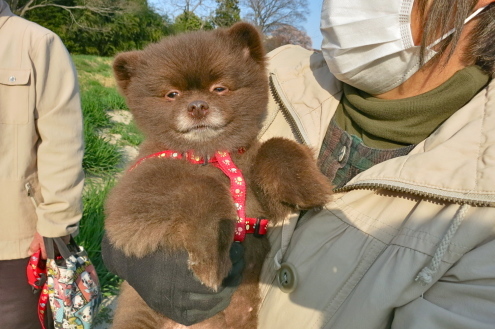 ご近所の「小熊」です_c0260460_16524544.jpg