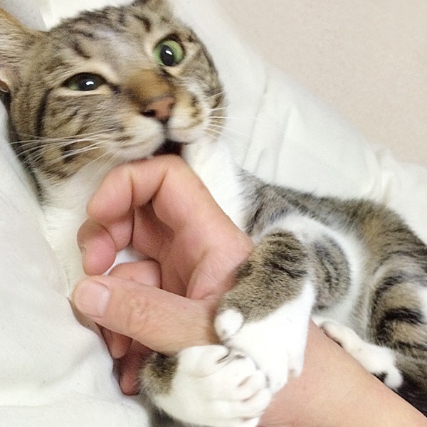 猫さんのガブガブケリケリ遊び 続 相棒猫日記 猫さんのガブガブケリケリ遊び 続 相棒猫日記