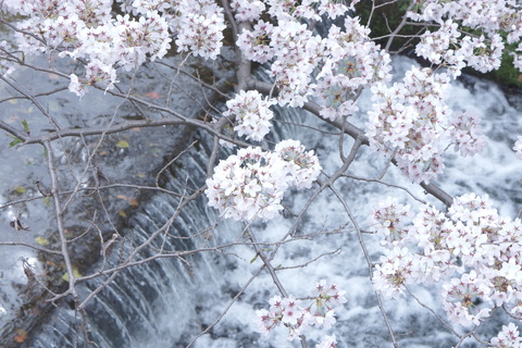 疎水の桜。。。_c0183167_21346100.jpg