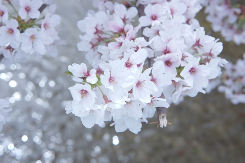 疎水の桜。。。_c0183167_21355790.jpg