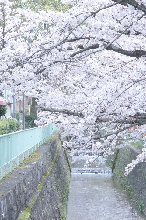 疎水の桜。。。_c0183167_213923.jpg