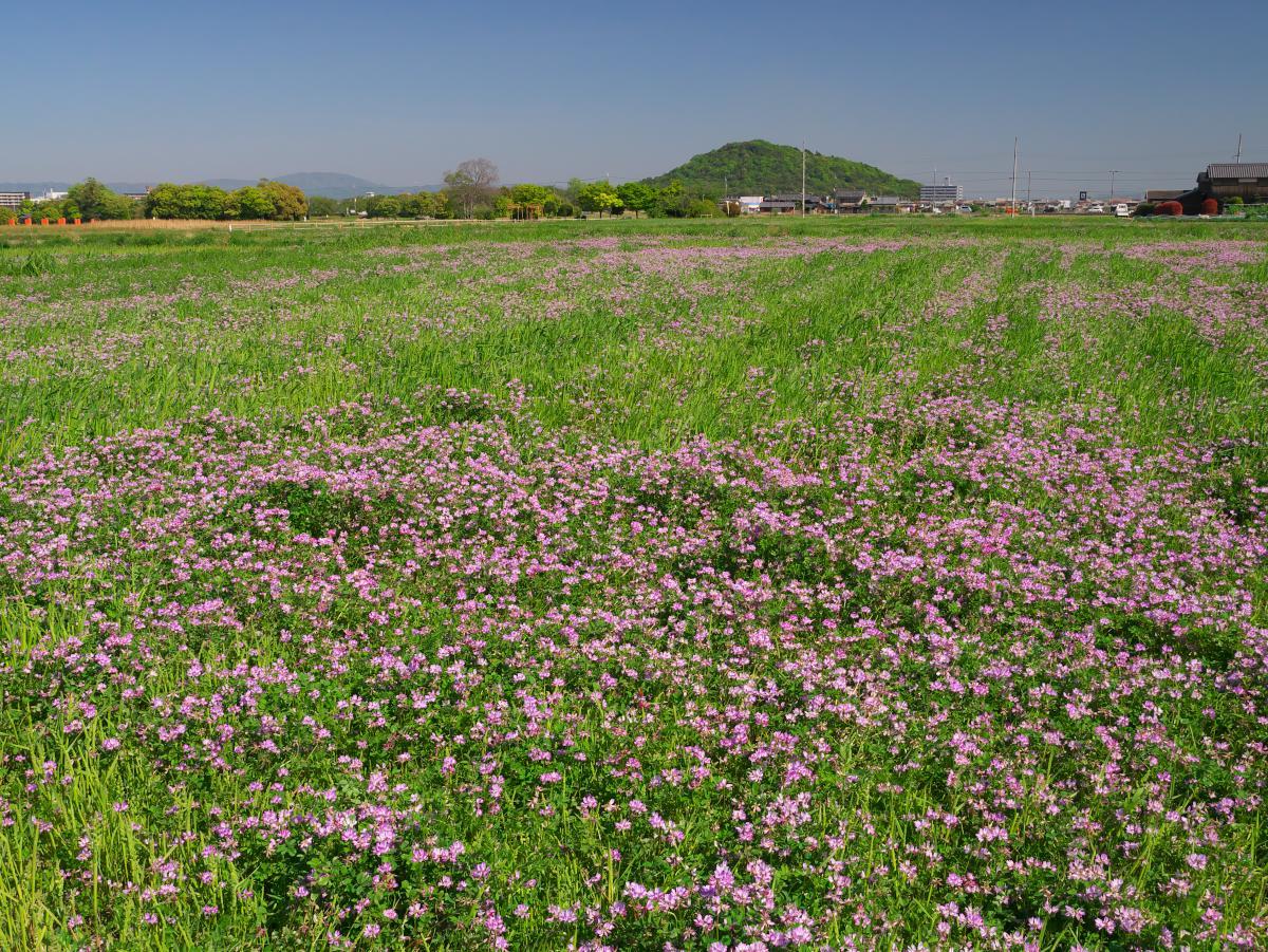 　藤原宮跡・高殿　レンゲ畑_b0161171_16335836.jpg