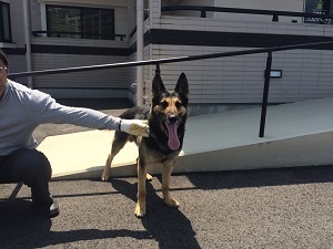 災害救助犬_b0334271_13004742.jpg