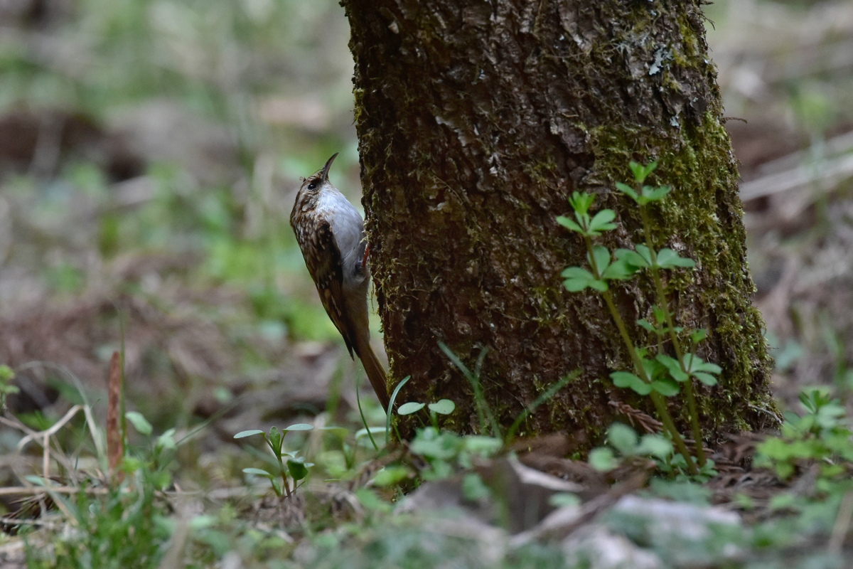 キバシリ Ⅰ_f0053272_853720.jpg
