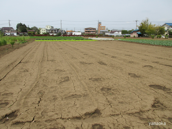 椰子の木、そしてニース。 : ふらんす堂編集日記 By YAMAOKA Kimiko