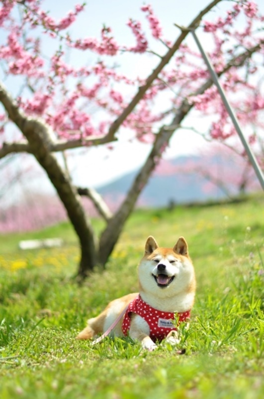 贅沢な昼寝_a0126590_22033302.jpg