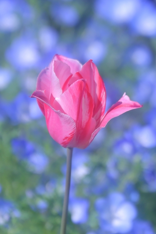 関東はチューリップが終わりに近づいてます 牡丹とネモフィラは今が見頃 藤と芝桜は もうちょっとで見頃です 旅プラスの日記