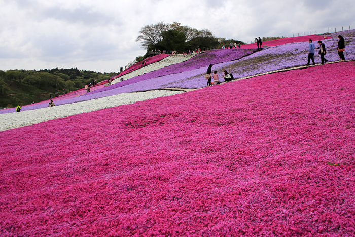 東京ドイツ村の芝桜_a0184303_15512118.jpg