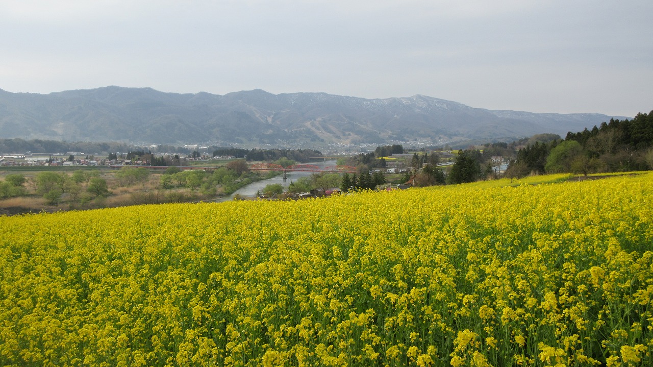 飯山菜の花ハイウェードライヴィング_b0163804_11522191.jpg