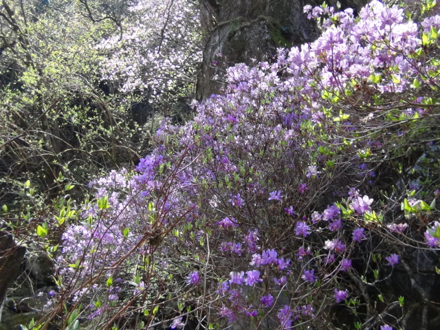 新居浜市の窓の滝～滝上部の谷の花等…2016/4/20_f0231709_1926555.jpg