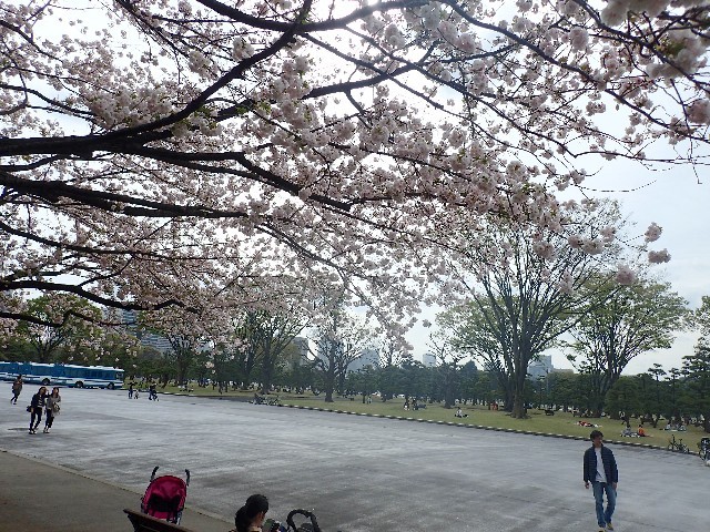 2016　二重橋前広場の昼のお花見_f0043911_20512809.jpg