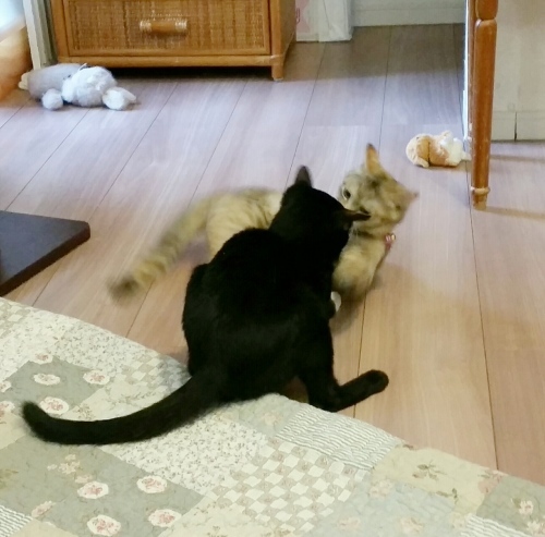e0144012_03314635.jpeg