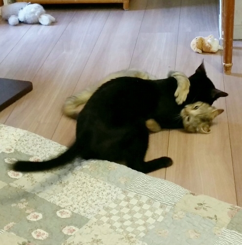 e0144012_03462107.jpeg