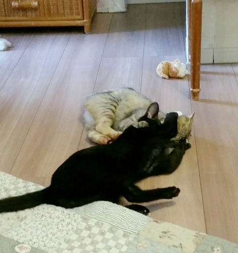 e0144012_03472770.jpeg