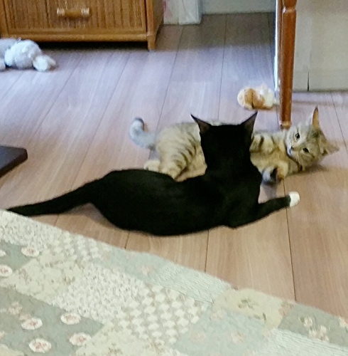 e0144012_03525947.jpeg