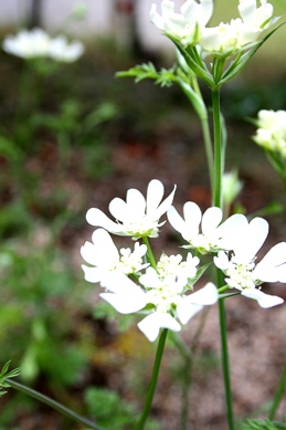 b0233213_89559.jpg