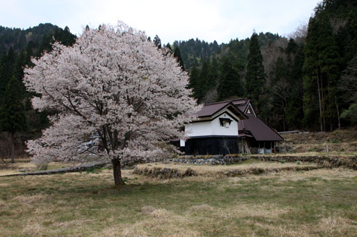 2016さくら便り50 花背能見の桜_e0048413_21482926.jpg