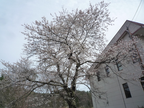 大芦の桜_c0189218_9161419.jpg