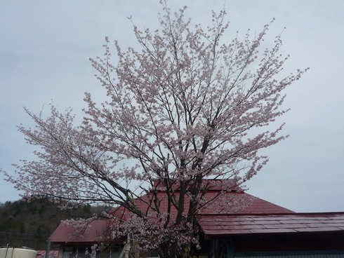 大芦の桜_c0189218_9163111.jpg