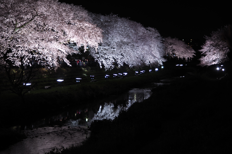 野川の夜桜2016_b0096620_1463699.jpg